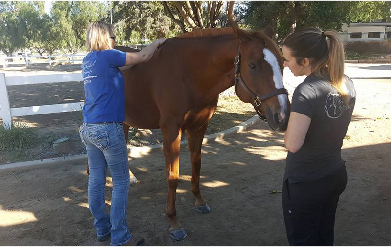 Equine Remedial Therapy